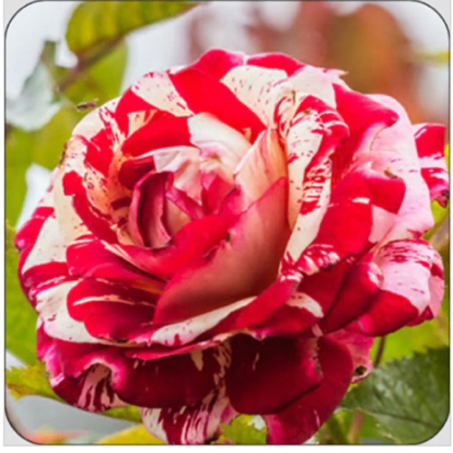 "ROCK N' ROLL'  ROSE COASTERS